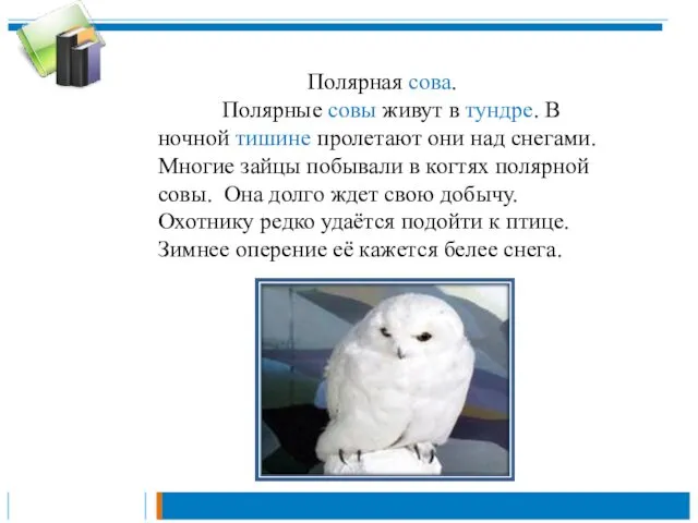 Полярная сова. Полярные совы живут в тундре. В ночной тишине пролетают