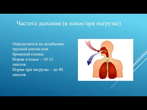 Частота дыхания (в покое/при нагрузке) Определяется по колебанию грудной клетки или