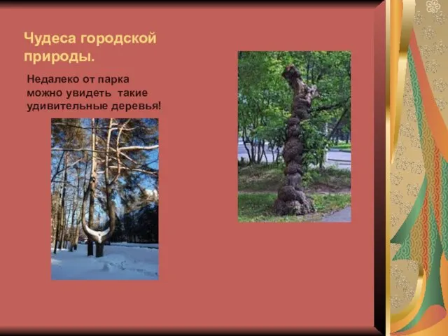 Чудеса городской природы. Недалеко от парка можно увидеть такие удивительные деревья!