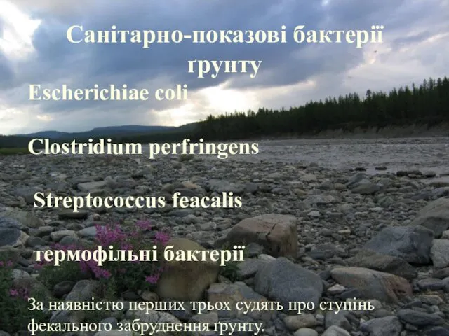 Санітарно-показові бактерії ґрунту Санітарно-показові бактерії ґрунту Escherichiae coli Clostridium perfringens Streptococcus