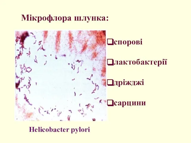 Мікрофлора шлунка: Helicobacter pylori спорові лактобактерії дріжджі cарцини