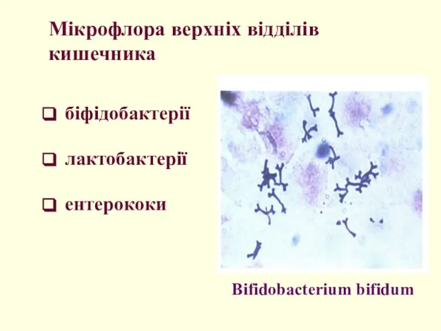 Мікрофлора верхніх відділів кишечника біфідобактерії лактобактерії ентерококи Bifidobacterium bifidum