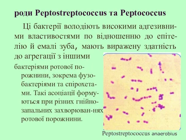 роди Peptostreptococcus та Peptococcus бактеріями ротової по-рожнини, зокрема фузо-бактеріями та спірохета-ми.