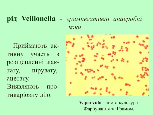 рід Veillonella - грамнегативні анаеробні коки Приймають ак-тивну участь в розщепленні