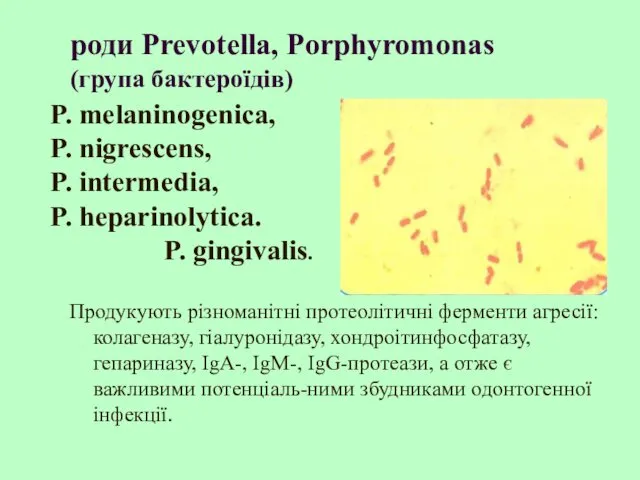 роди Prevotella, Porphyromonas (група бактероїдів) Продукують різноманітні протеолітичні ферменти агресії: колагеназу,