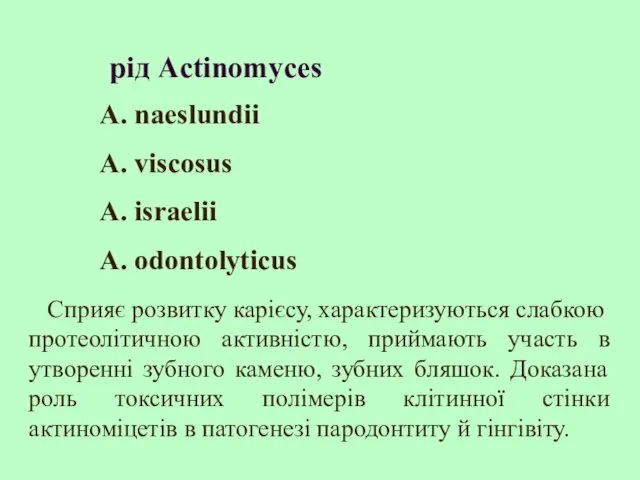 рід Actinomyces A. naeslundii A. viscosus А. israelii A. odontolyticus Cприяє