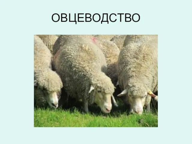 ОВЦЕВОДСТВО