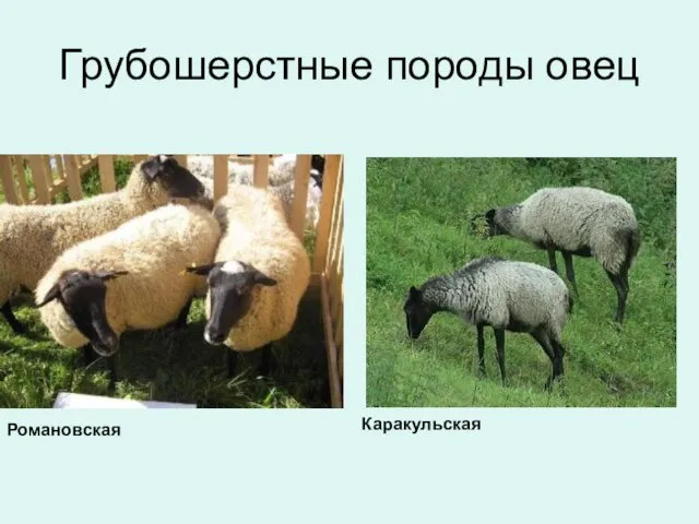 Грубошерстные породы овец Романовская Каракульская