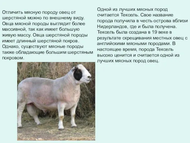 Отличить мясную породу овец от шерстяной можно по внешнему виду. Овца
