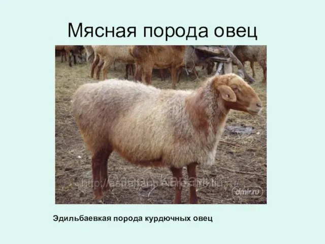Мясная порода овец Эдильбаевкая порода курдючных овец