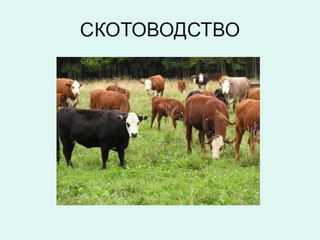 СКОТОВОДСТВО