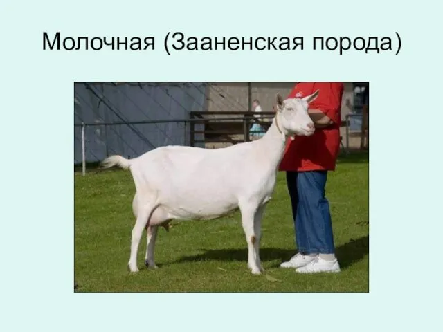 Молочная (Зааненская порода)