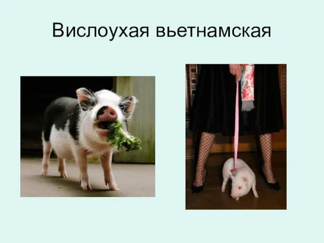 Вислоухая вьетнамская