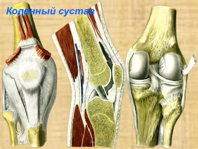 Коленный сустав УрГУФК Артрология