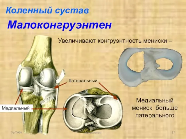 Латеральный Медиальный Увеличивают конгруэнтность мениски – Медиальный мениск больше латерального Коленный сустав Малоконгруэнтен УрГУФК Артрология