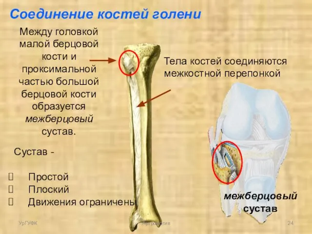 Соединение костей голени Тела костей соединяются межкостной перепонкой Между головкой малой