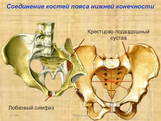 Соединение костей пояса нижней конечности Крестцово-подвздошный сустав Лобковый симфиз УрГУФК Артрология