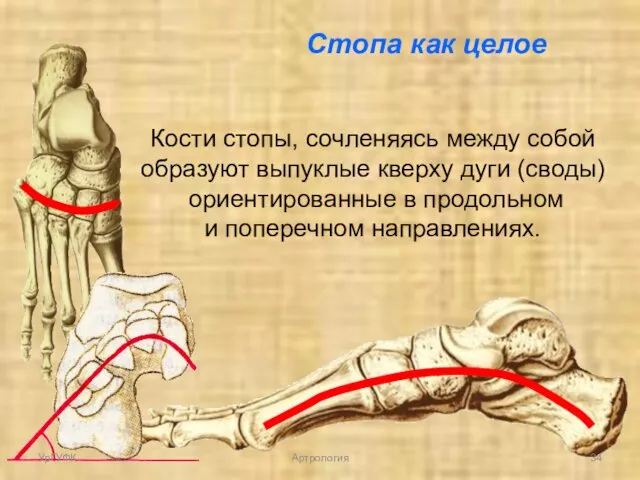 Стопа как целое Кости стопы, сочленяясь между собой образуют выпуклые кверху