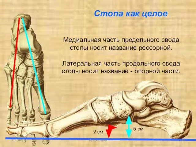 5 см 2 см Медиальная часть продольного свода стопы носит название