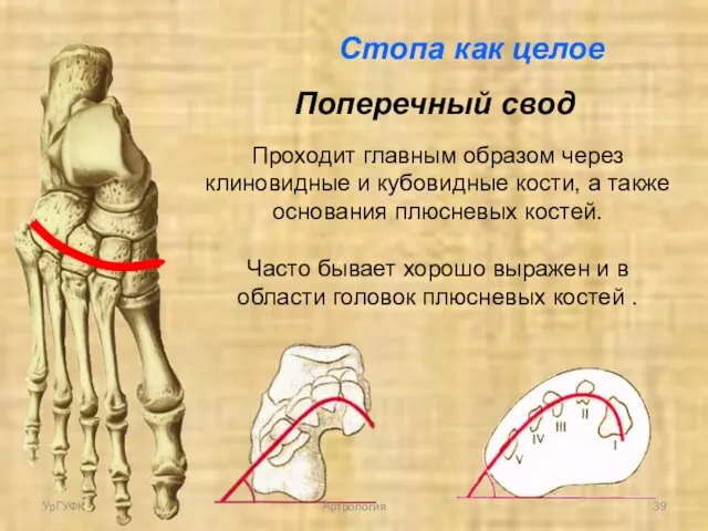 Поперечный свод Проходит главным образом через клиновидные и кубовидные кости, а