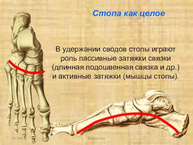 В удержании сводов стопы играют роль пассивные затяжки связки (длинная подошвенная