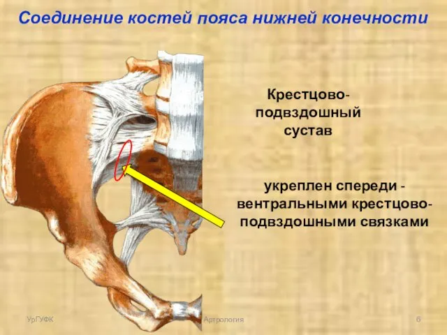 Крестцово-подвздошный сустав укреплен спереди - вентральными крестцово-подвздошными связками Соединение костей пояса нижней конечности УрГУФК Артрология