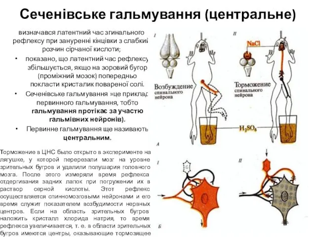 Сеченівське гальмування (центральне) визначався латентний час згинального рефлексу при зануренні кінцівки