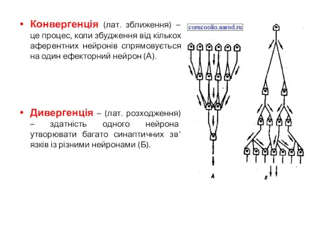 Конвергенція (лат. зближення) – це процес, коли збудження від кількох аферентних