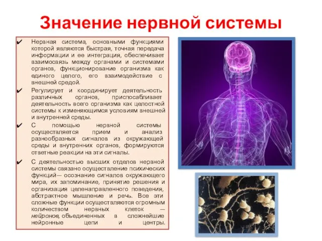 Значение нервной системы Нервная система, основными функциями которой являются быстрая, точная