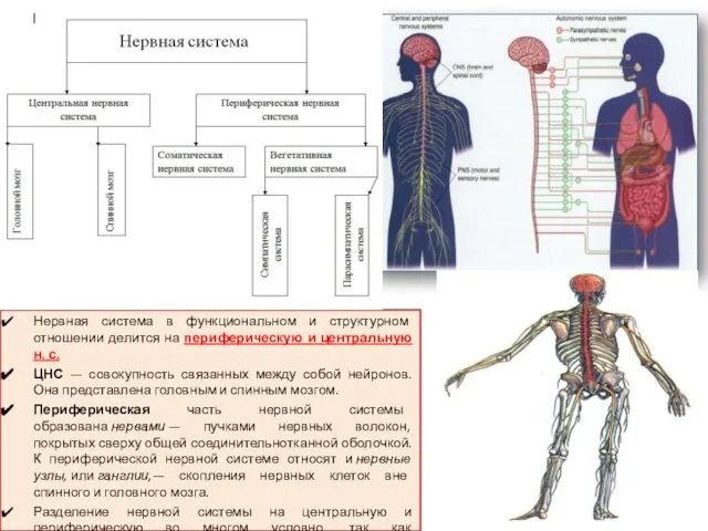 Нервная система в функциональном и структурном отношении делится на периферическую и