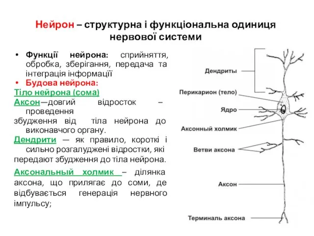 Функції нейрона: сприйняття, обробка, зберігання, передача та інтеграція інформацїї Будова нейрона: