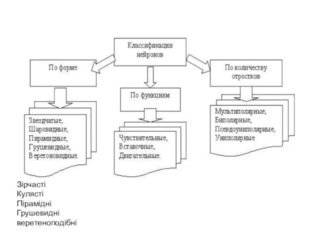 Зірчасті Кулясті Пірамідні Грушевидні веретеноподібні