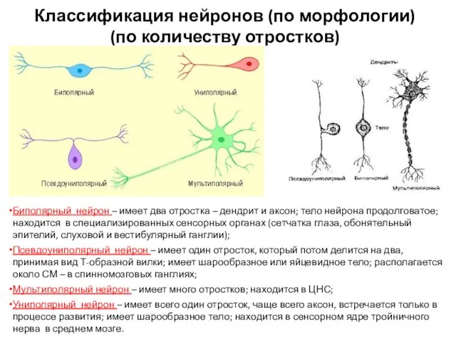 Классификация нейронов (по морфологии) (по количеству отростков) Биполярный нейрон – имеет