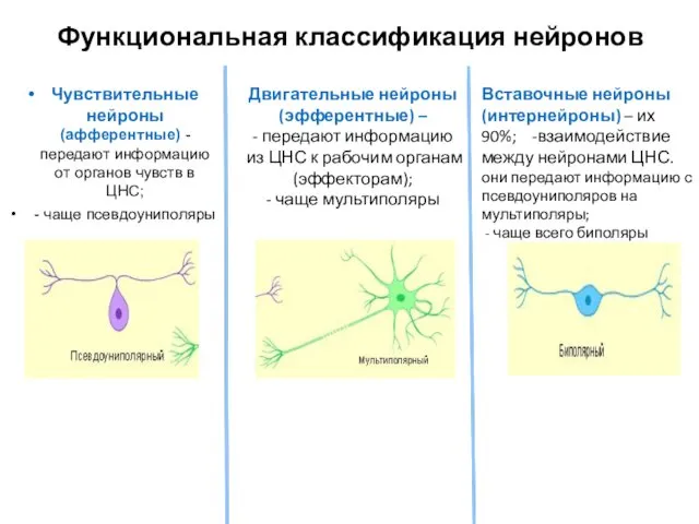 Функциональная классификация нейронов Чувствительные нейроны (афферентные) - передают информацию от органов