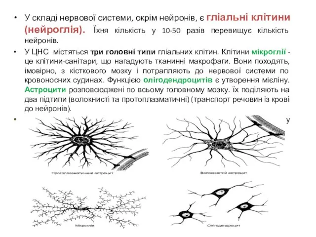 У складі нервової системи, окрім нейронів, є гліальні клітини (нейроглія). Їхня