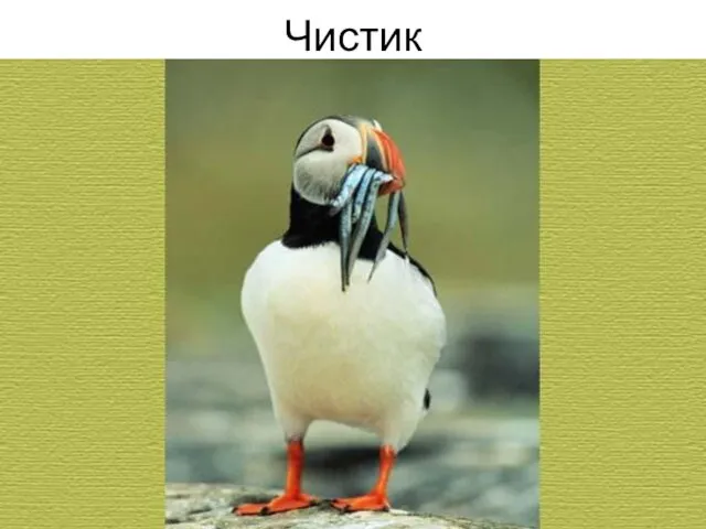 Чистик