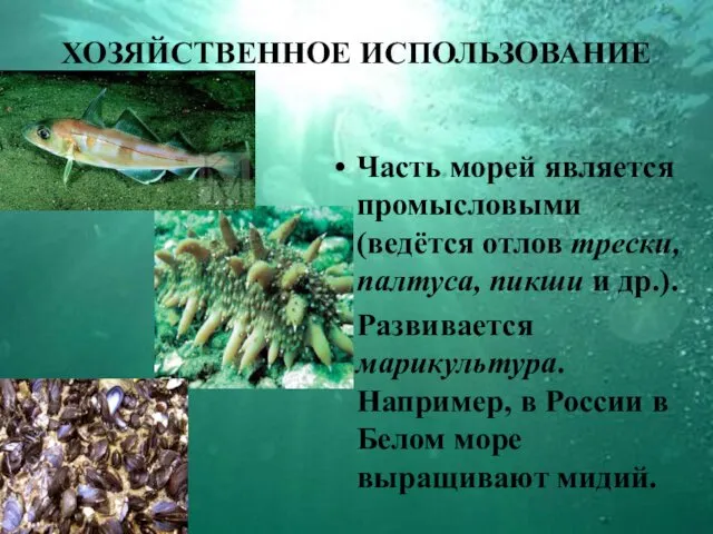 ХОЗЯЙСТВЕННОЕ ИСПОЛЬЗОВАНИЕ Часть морей является промысловыми (ведётся отлов трески, палтуса, пикши