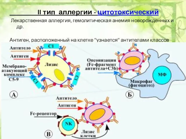 II тип аллергии - цитотоксический Лекарственная аллергия, гемолитическая анемия новорожденных и