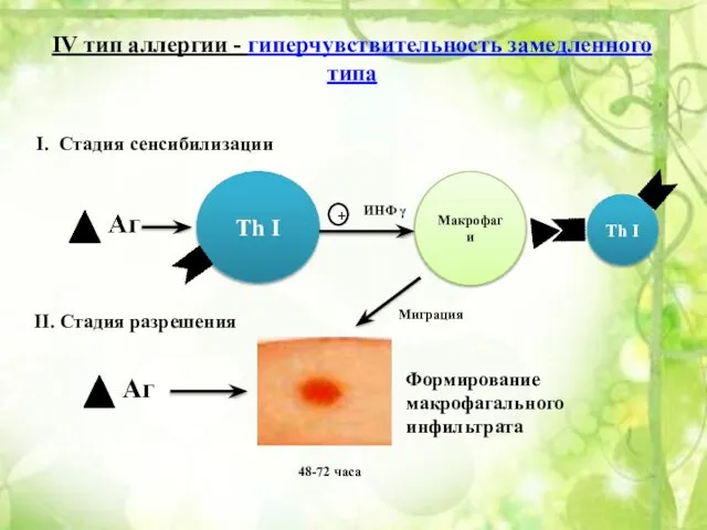 Th I Макрофаги Th I Миграция 48-72 часа II. Стадия разрешения