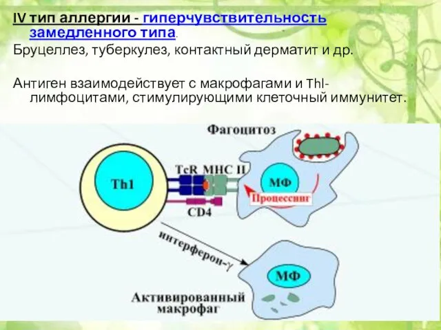 IV тип аллергии - гиперчувствительность замедленного типа. Бруцеллез, туберкулез, контактный дерматит