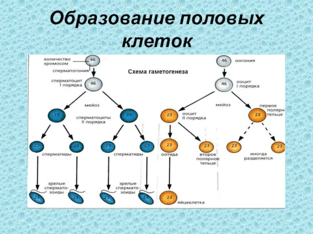 Образование половых клеток