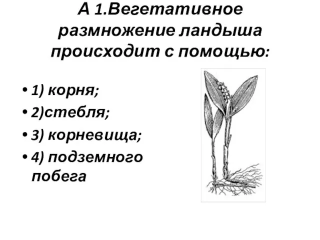 А 1.Вегетативное размножение ландыша происходит с помощью: 1) корня; 2)стебля; 3) корневища; 4) подземного побега