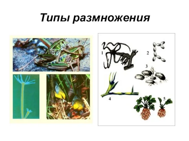 Типы размножения