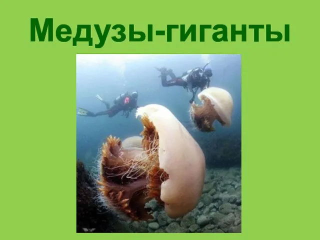 Медузы-гиганты