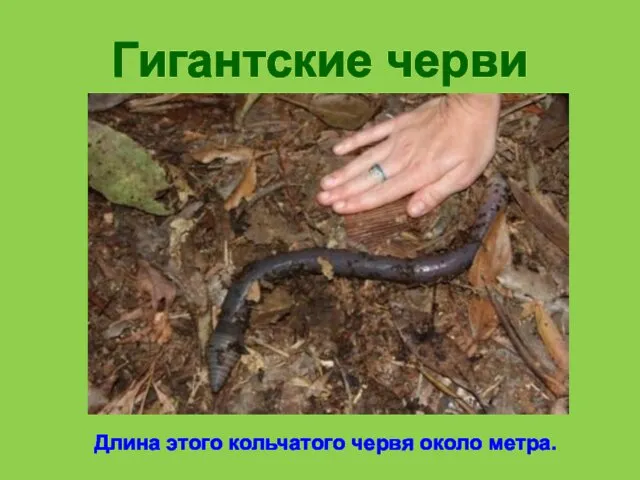 Гигантские черви Длина этого кольчатого червя около метра.