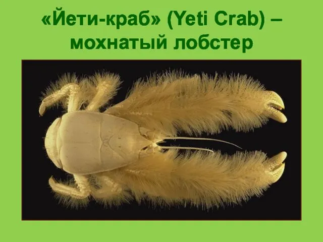 «Йети-краб» (Yeti Crab) – мохнатый лобстер