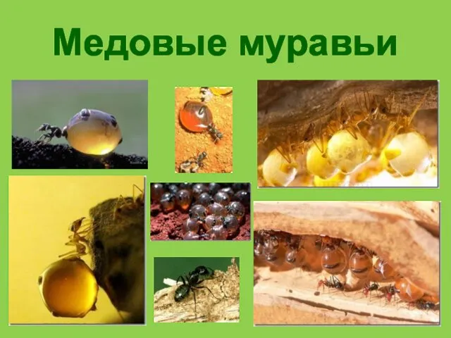 Медовые муравьи