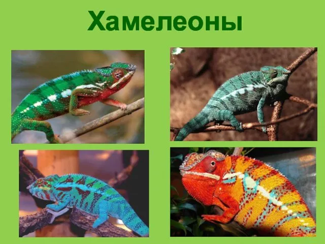 Хамелеоны