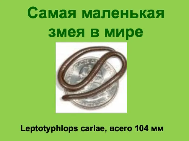 Самая маленькая змея в мире Leptotyphlops carlae, всего 104 мм