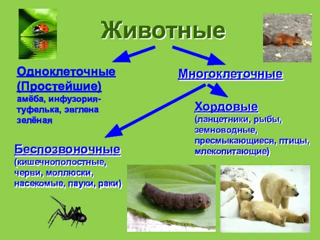 Животные Одноклеточные(Простейшие) амёба, инфузория-туфелька, эвглена зелёная Многоклеточные Беспозвоночные (кишечнополостные, черви, моллюски,